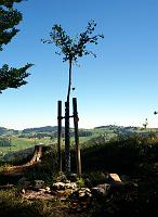  2. August 2013 heute bin ich einmal mit dem Mountainbike zu Samuels Ginkgo hochgefahren